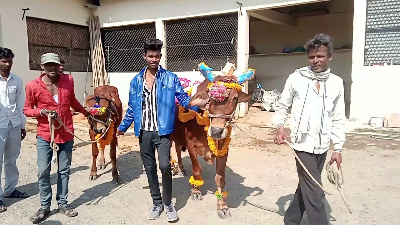 Diwali video Raj Ajmera Lakshmipura video Lakshmi pura Raj Ajmera #reels #sahdevdirdo #reactionboi