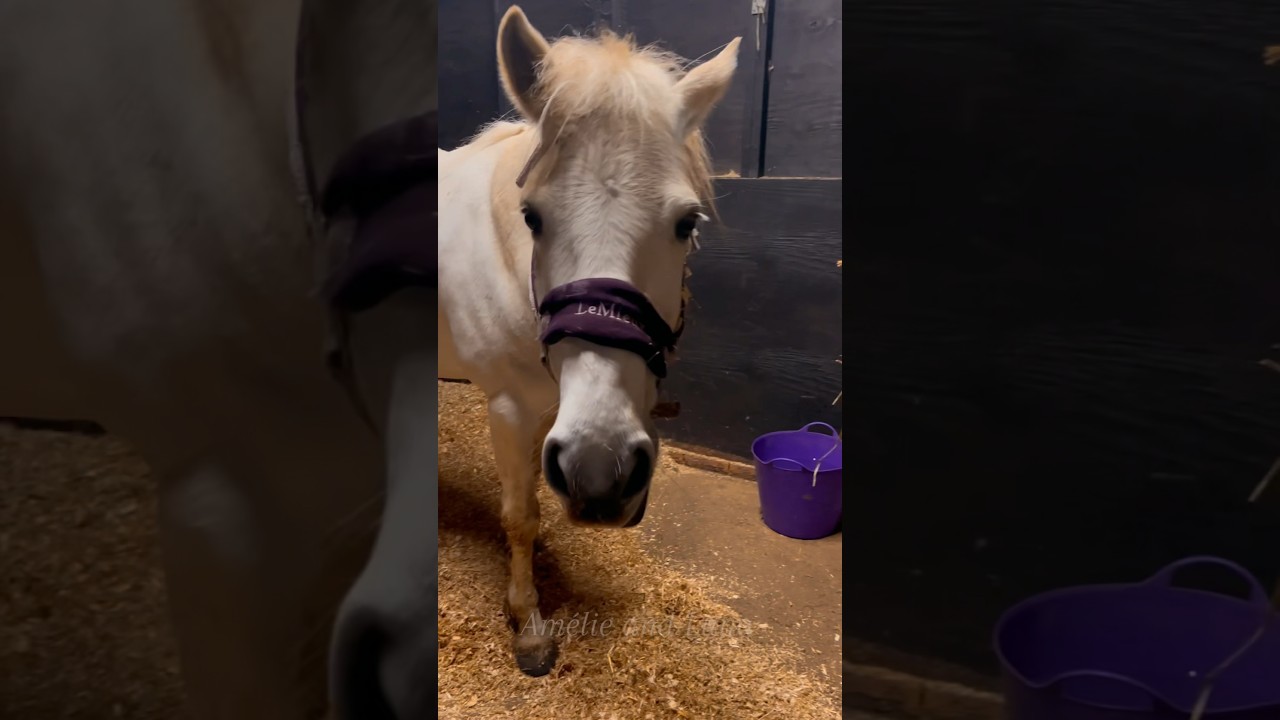 Luna enjoying her new lemon scented shavings! ❤️ #rolling #new #pony