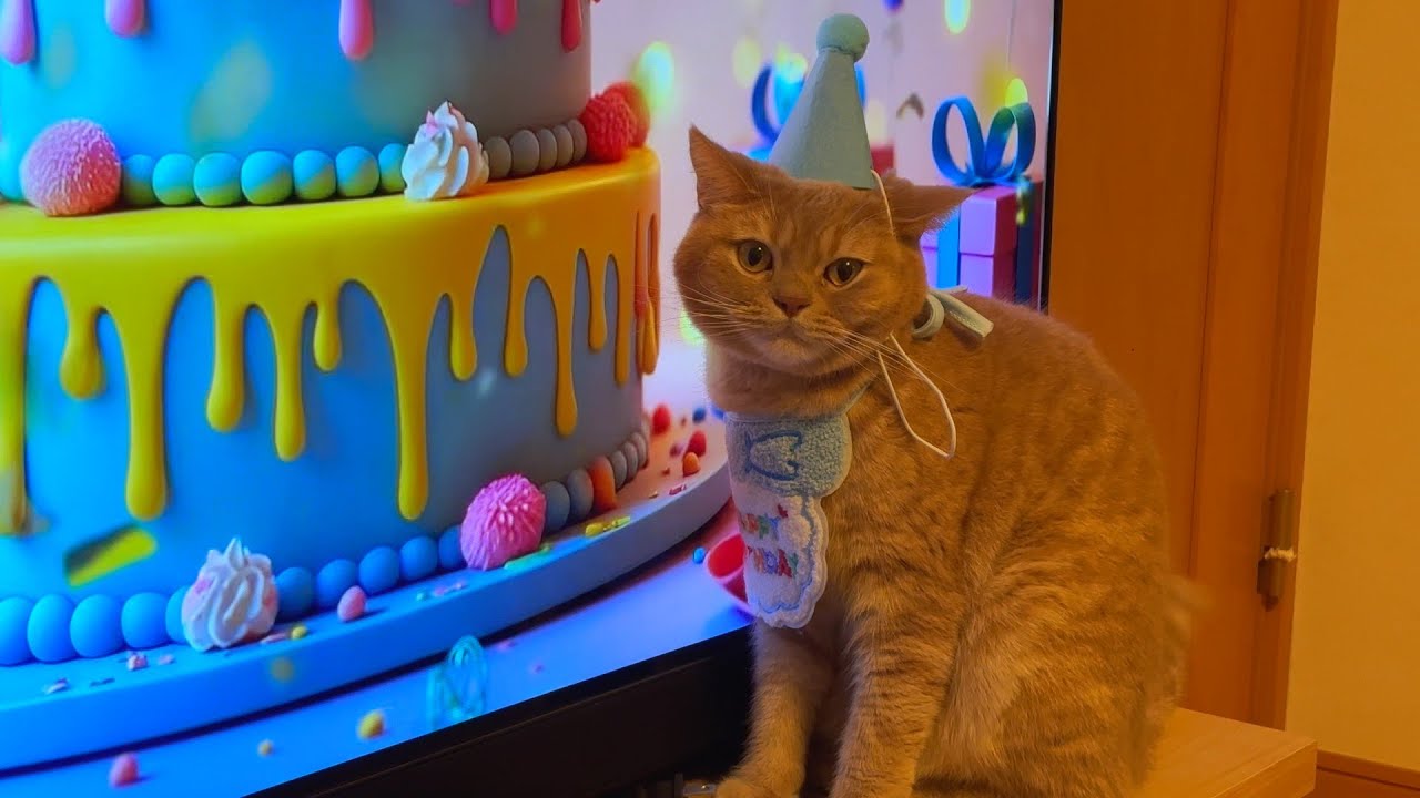保護猫麦との富士山麓での生活＃73　4才の誕生日を迎えた麦の様子です。