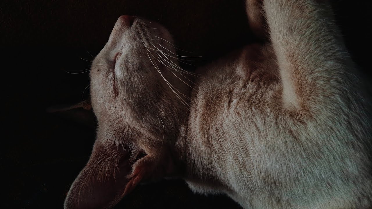 Ambient Relaxing Kitty