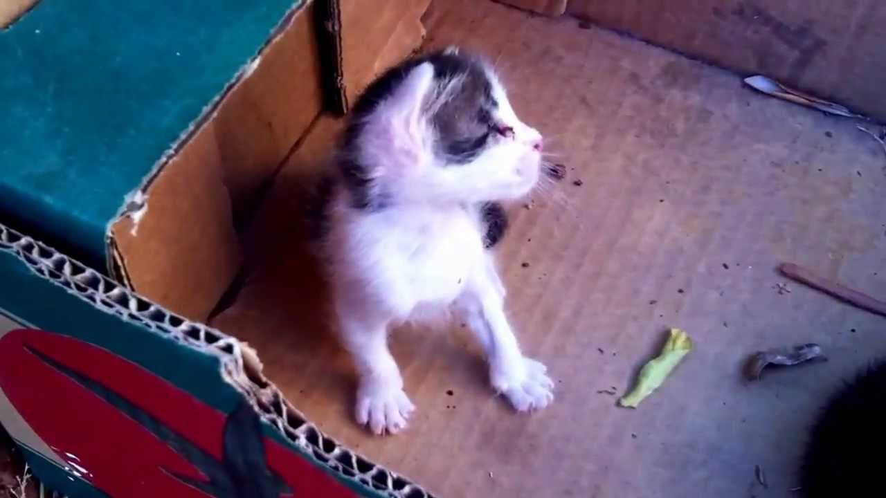 Poor kitty..un-balanced head disease.