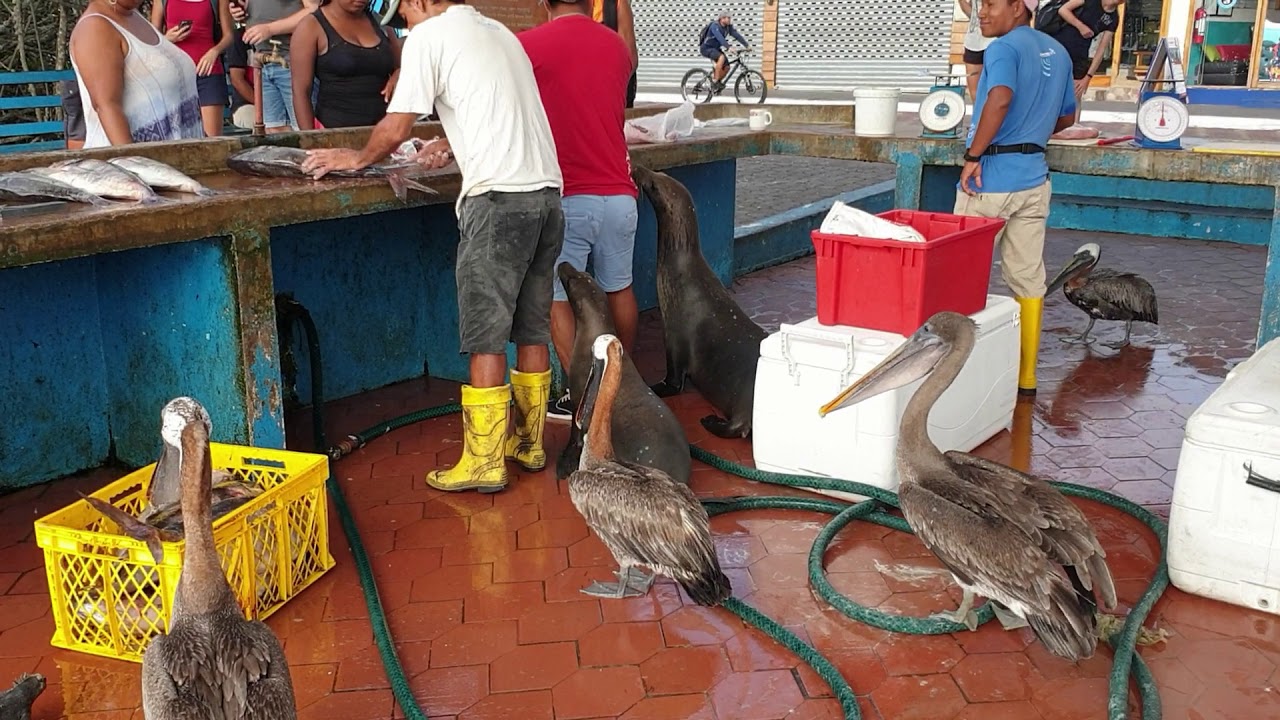 2020-02 - Puerto Ayora, Santa Cruz, Galapagos. Fish market.