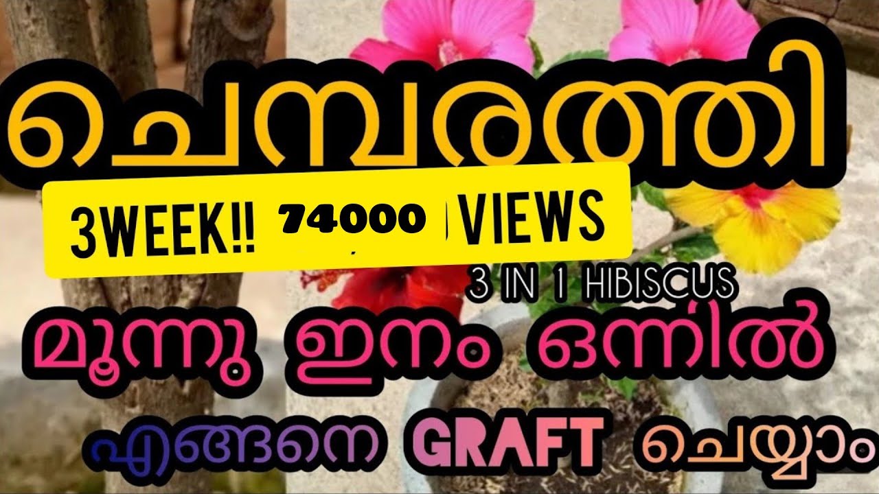 ചെമ്പരത്തി 3 ഇനം ഒന്നിൽ ഗ്രാഫ്റ്റ് എങ്ങനെ ചെയ്യാം | How To Graft Hibiscus Plant | Easy Method