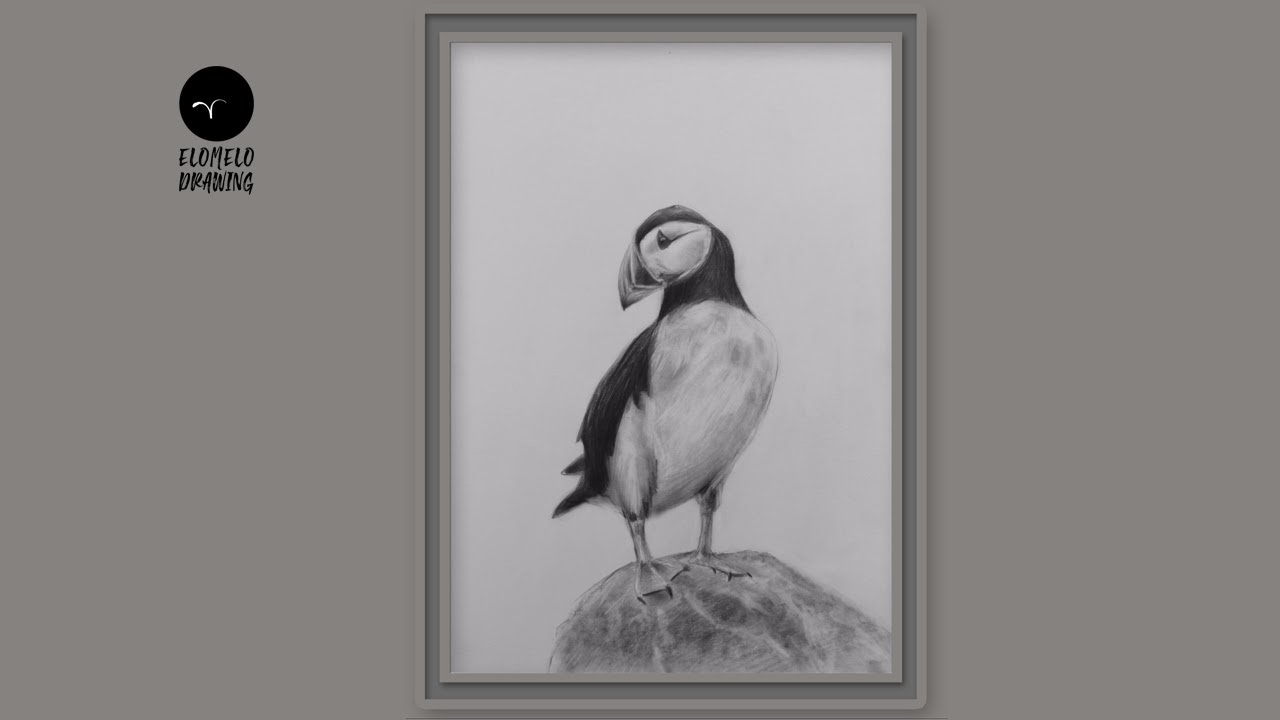 How To Draw A Puffin Bird Step By Step || Pencil Sketch || Drawing