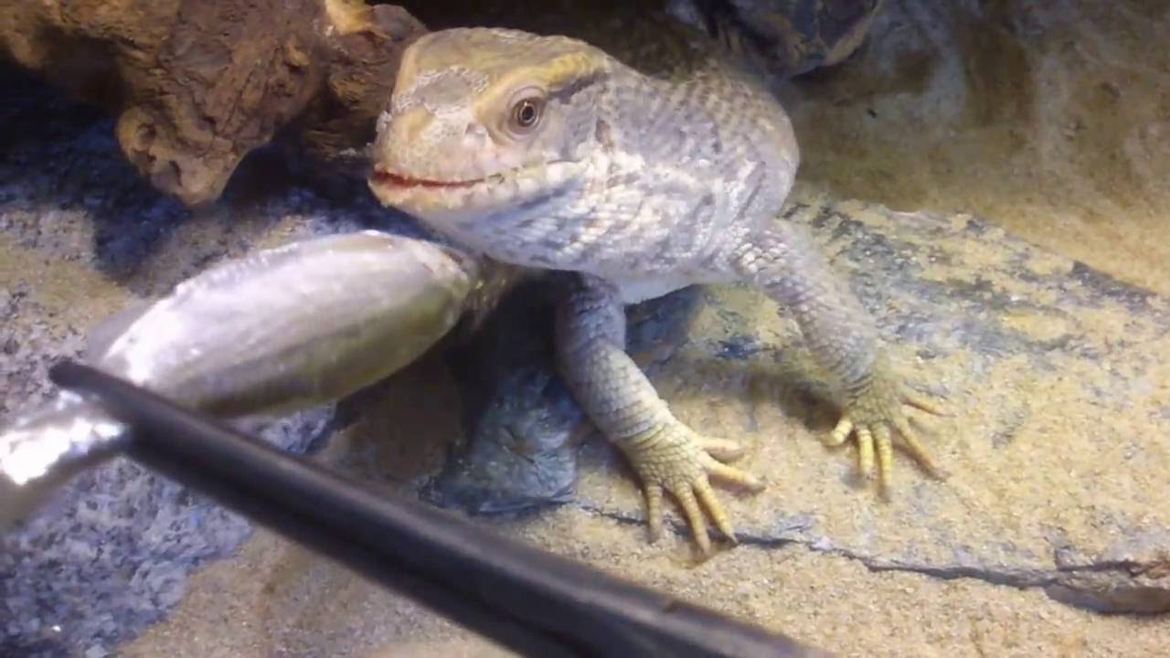 szavanna var&aacute;nusz Varanus exanthematicus etet&eacute;s hallal