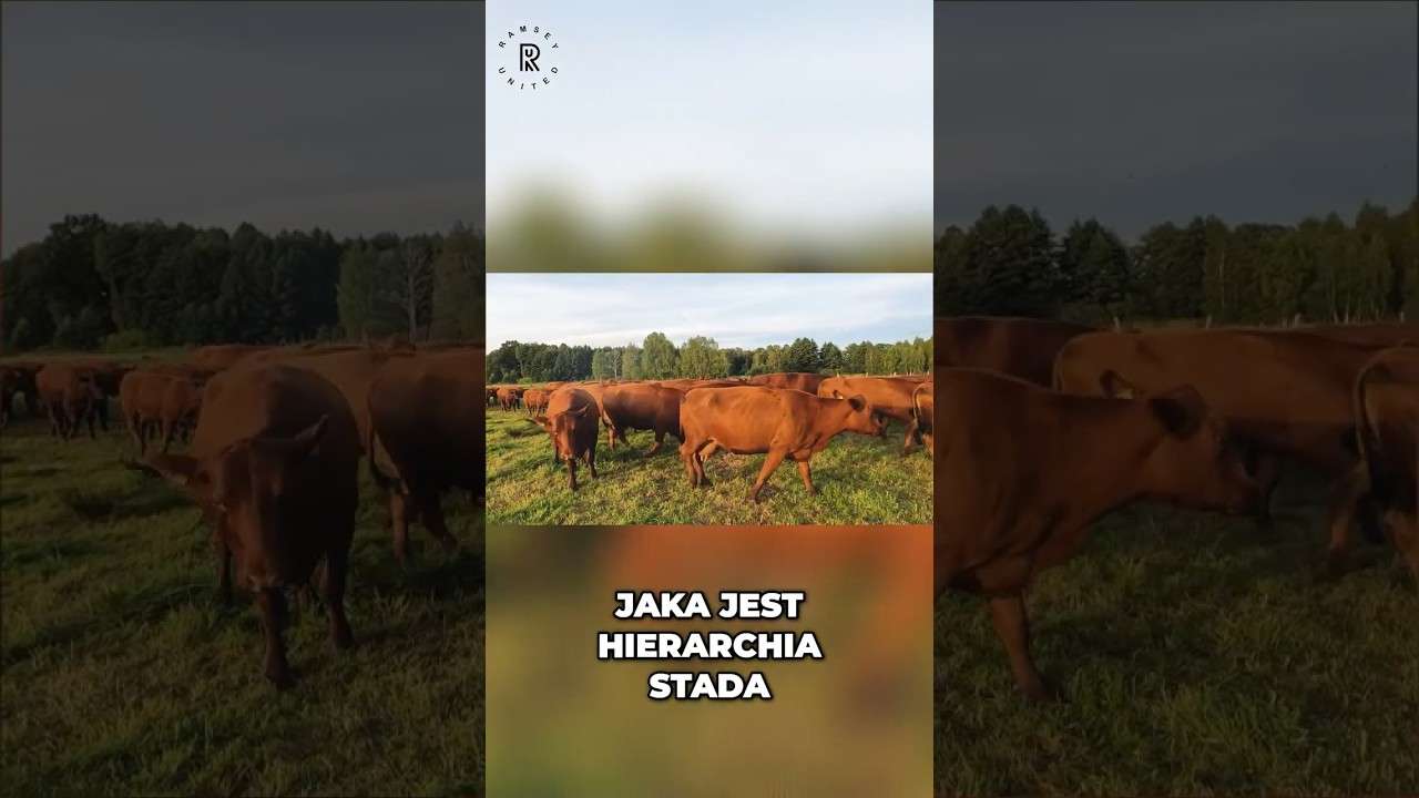 👨&zwj;🌾🐂 Hierarchia stada kr&oacute;w #rolnictwo #bydło #rolnik #angusy #hodowla #krowy