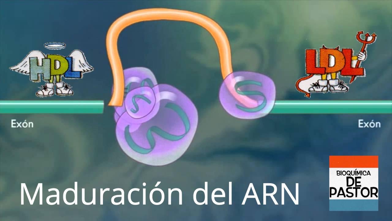 Maduración del ARN - Empalme