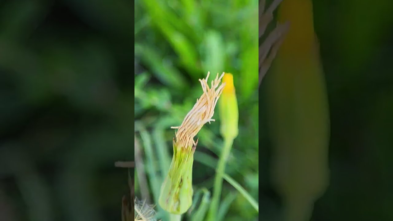 Untitled video#viral #YoutubeshortsNatureFlowersShrotsGardeningBeautifulFlowersGreenloveGardenSunset