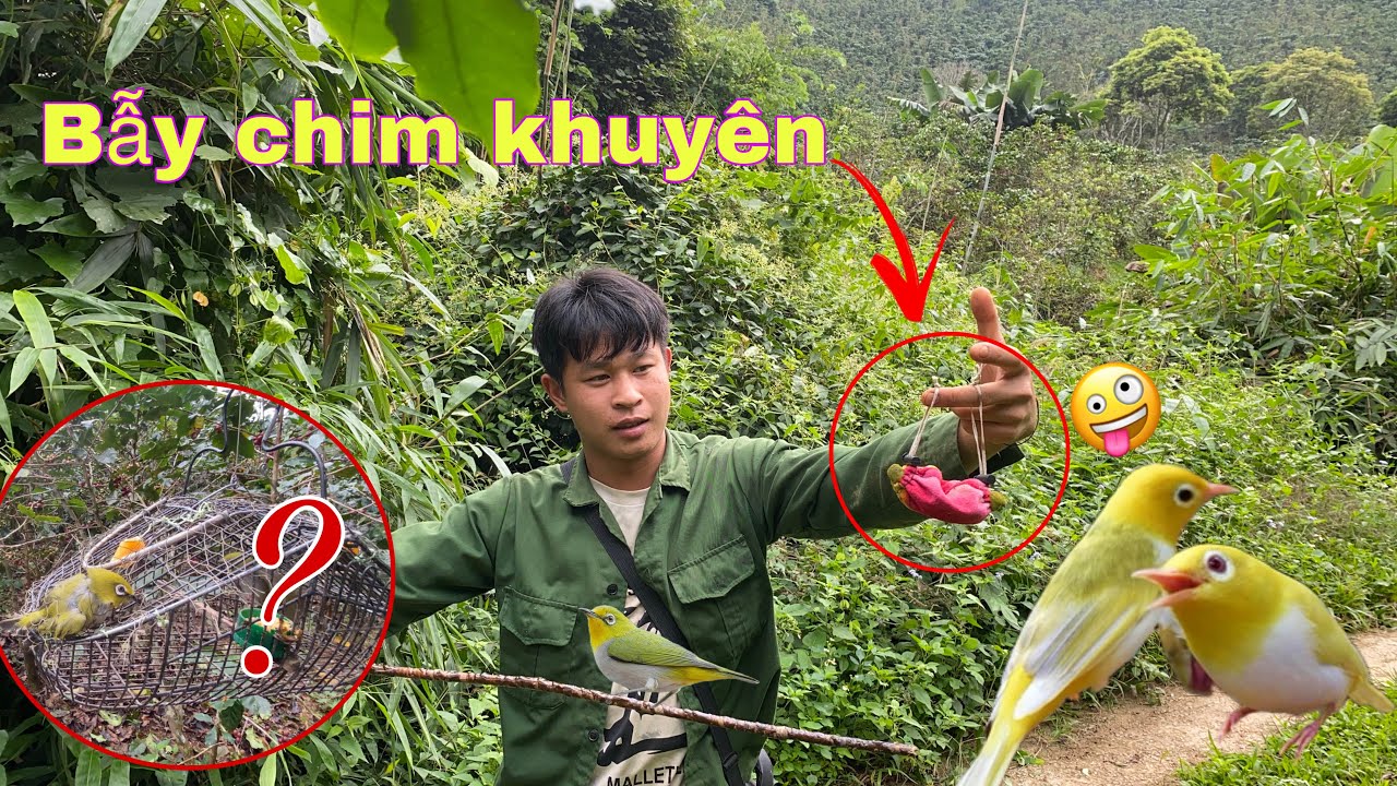Tìm Bẫy Chim Hoàng  Khuyên Rừng Sẽ  NTN .Bẫy Chim Khuyên Bằng Lồng Sập 2 Mặt | Duy Tôm Tv