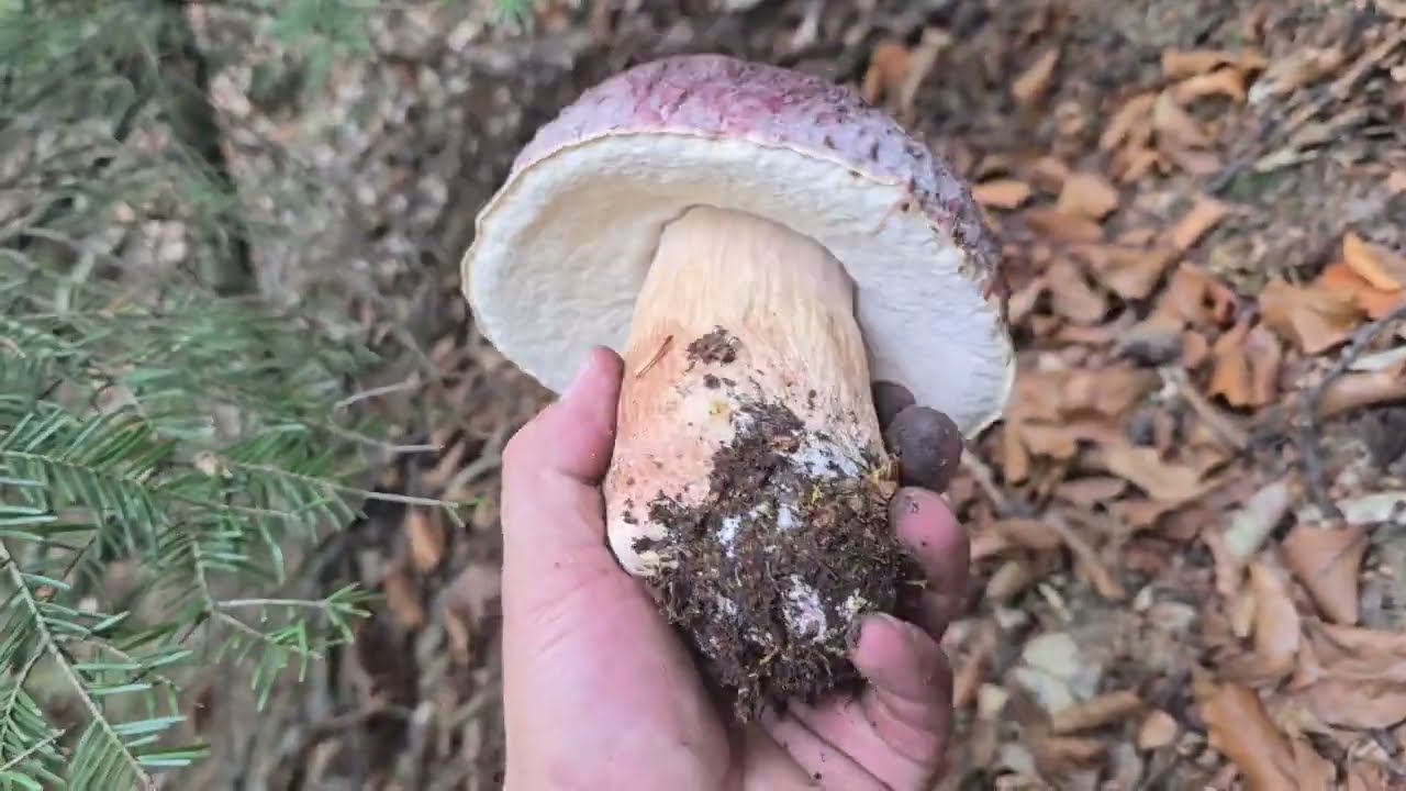 FUNGHI PORCINI | Dio! Quanta bellezza puoi trovare!