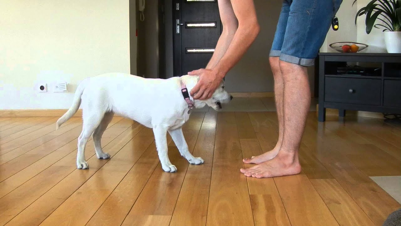 Labrador 4 months