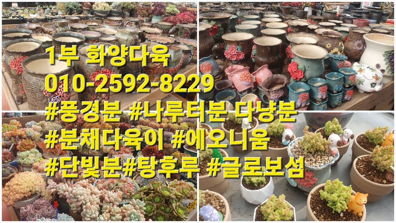 1부 화양다육010-2592-8229  #풍경분 #나루터분 다냥분 #분채다육이 #에오니움 #단빛분 #탕후루 #글로보섬