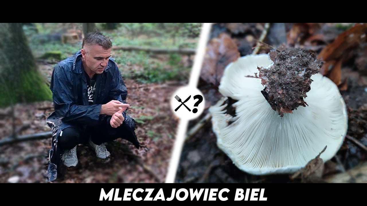 Mleczajowiec Biel - Czyli o grzybku który ma 3 braci...