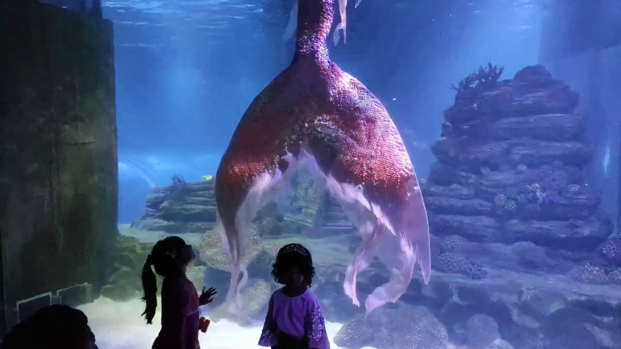 VGP marine kingdom amazing mermaid show and snow city