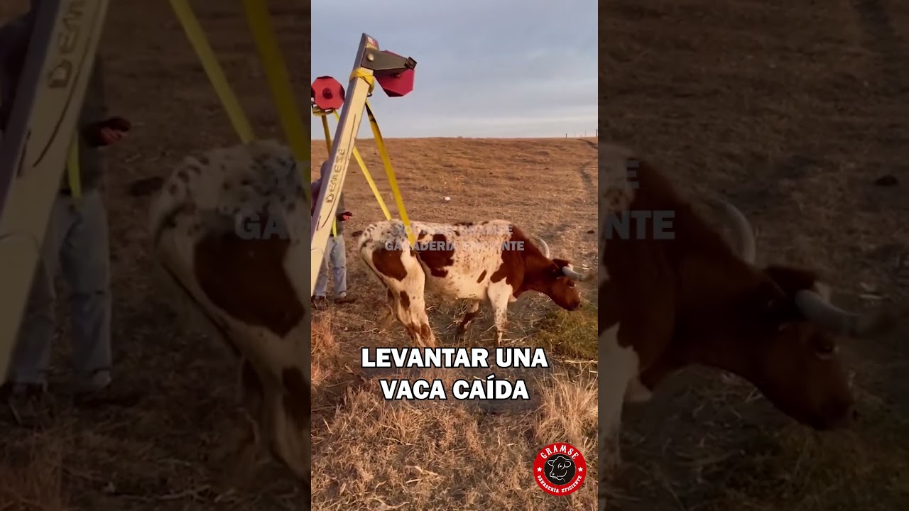 Así se levanta una vaca caída cuando hubo hipocalcemia o fiebre de leche #vacas #zootecnia #finca
