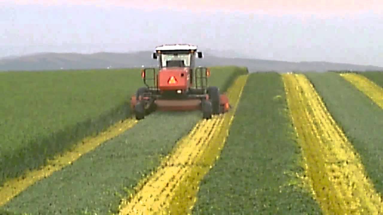 Hesston 9260 swathing triticale part 4