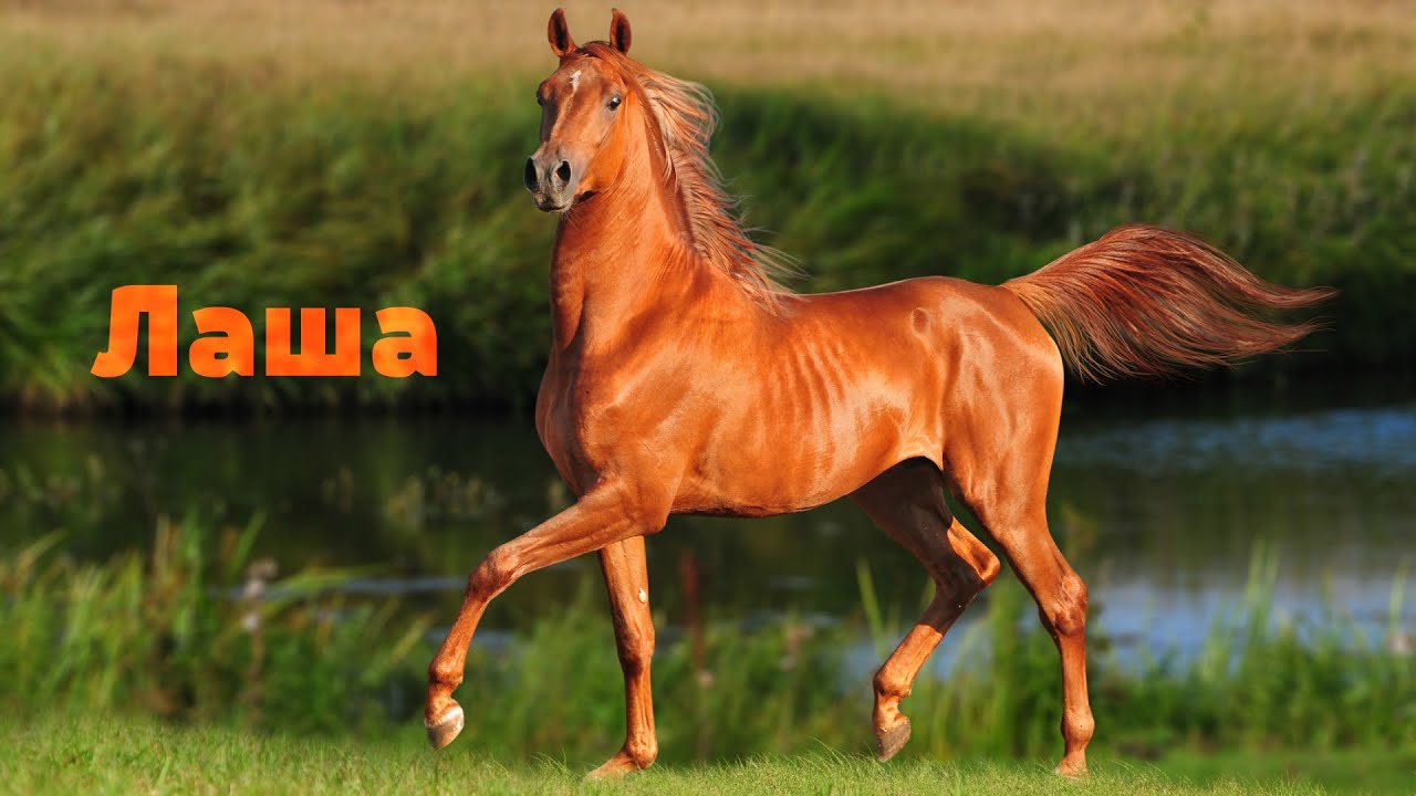 Лаша 🐎