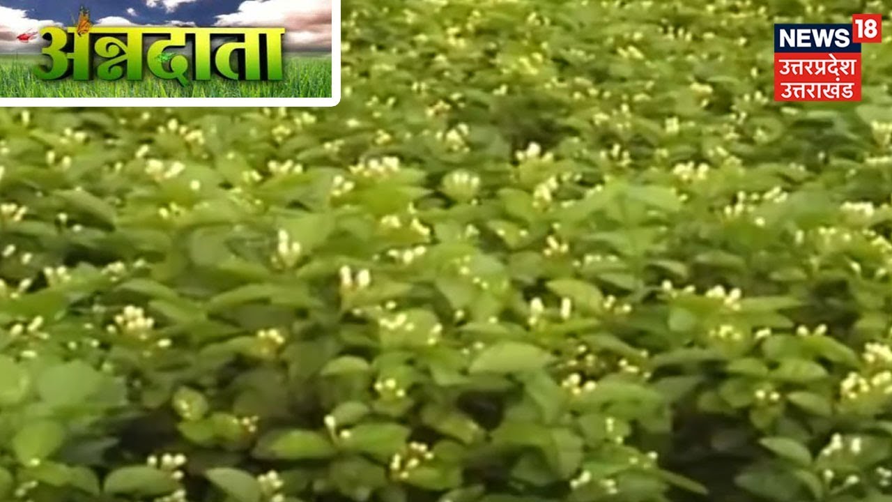ANNADATA | गुलदाउदी की खेती पर सफल किसान का अनुभव, कमा सकते है लाखों की आय
