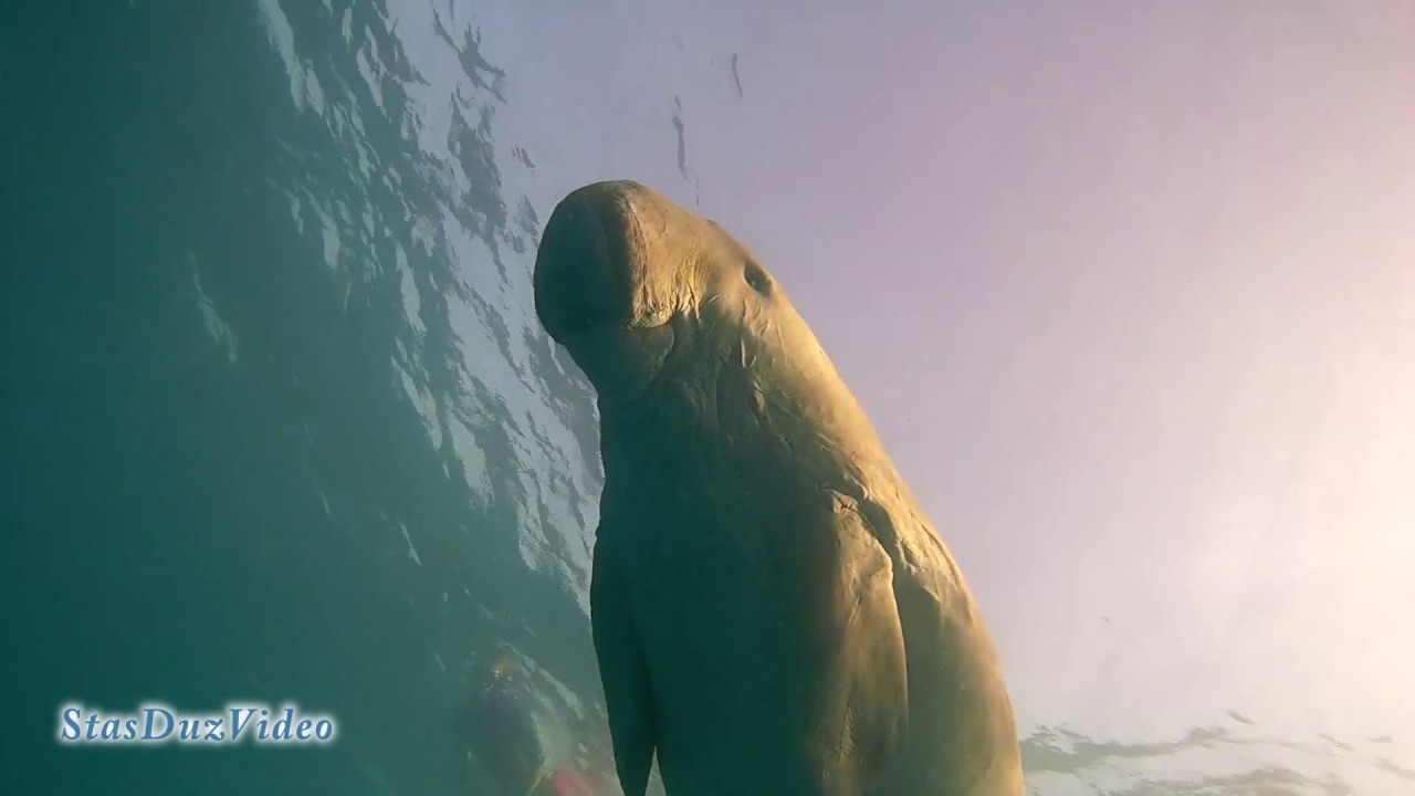 Dugong, Red Sea