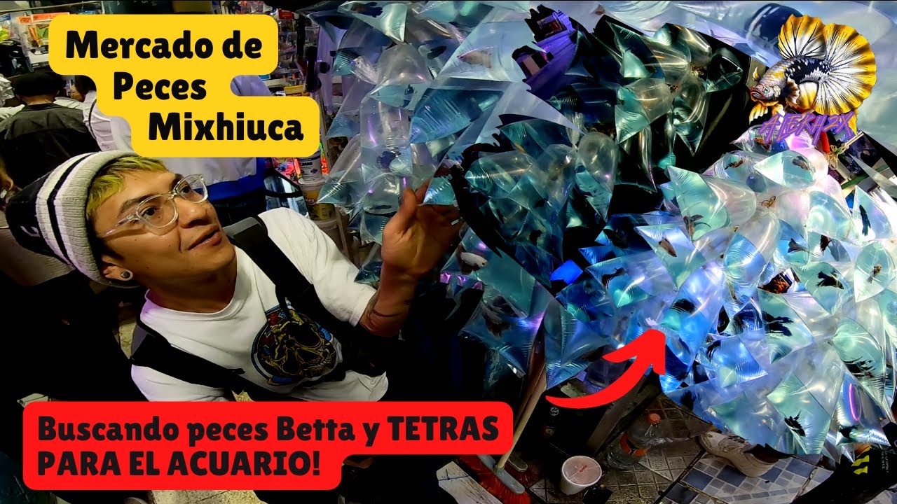 Mercado de peces Mixhiuhca! 2023 Buscando peces Betta! - alekh2x