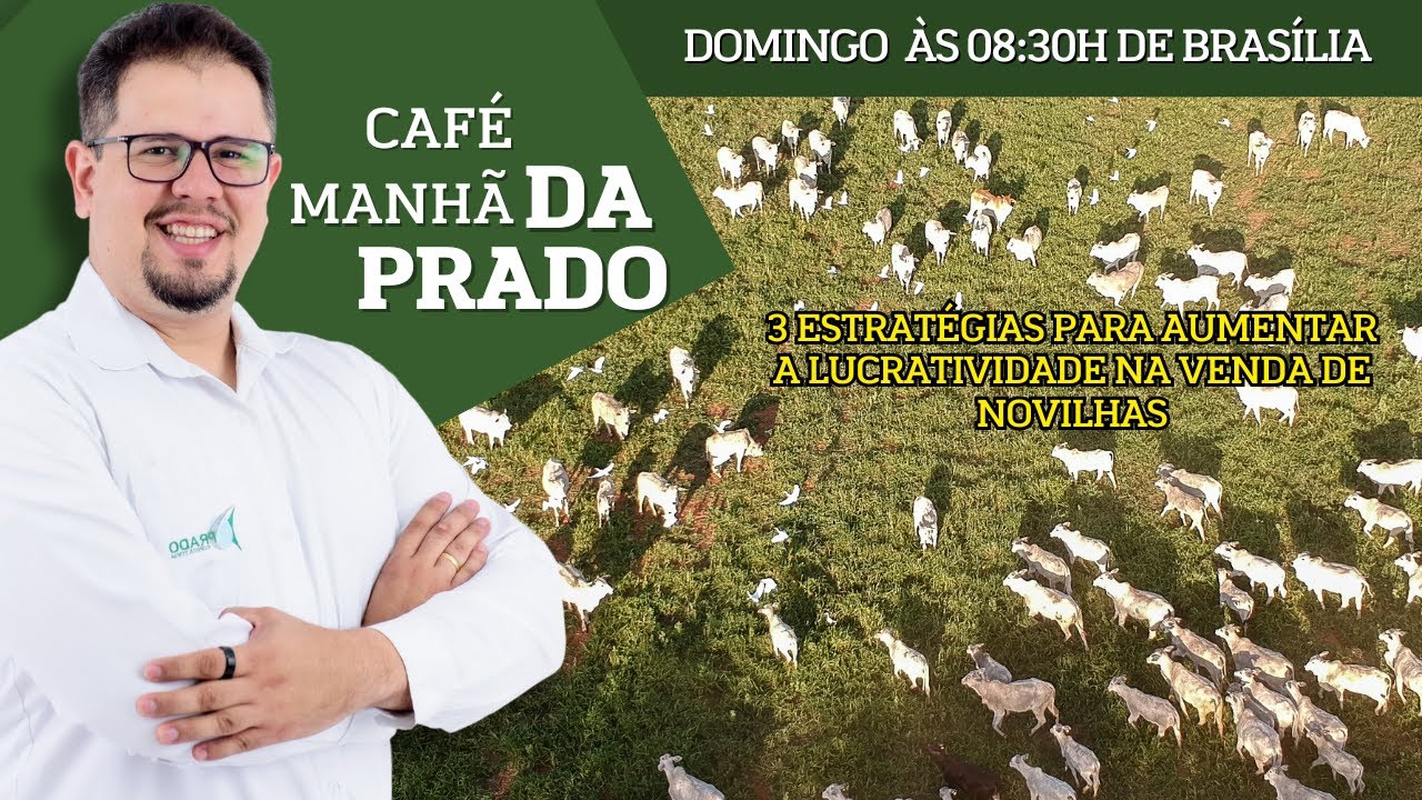 3 estratégias para aumentar a lucratividade na venda de novilhas - Café da Manhã da Prado