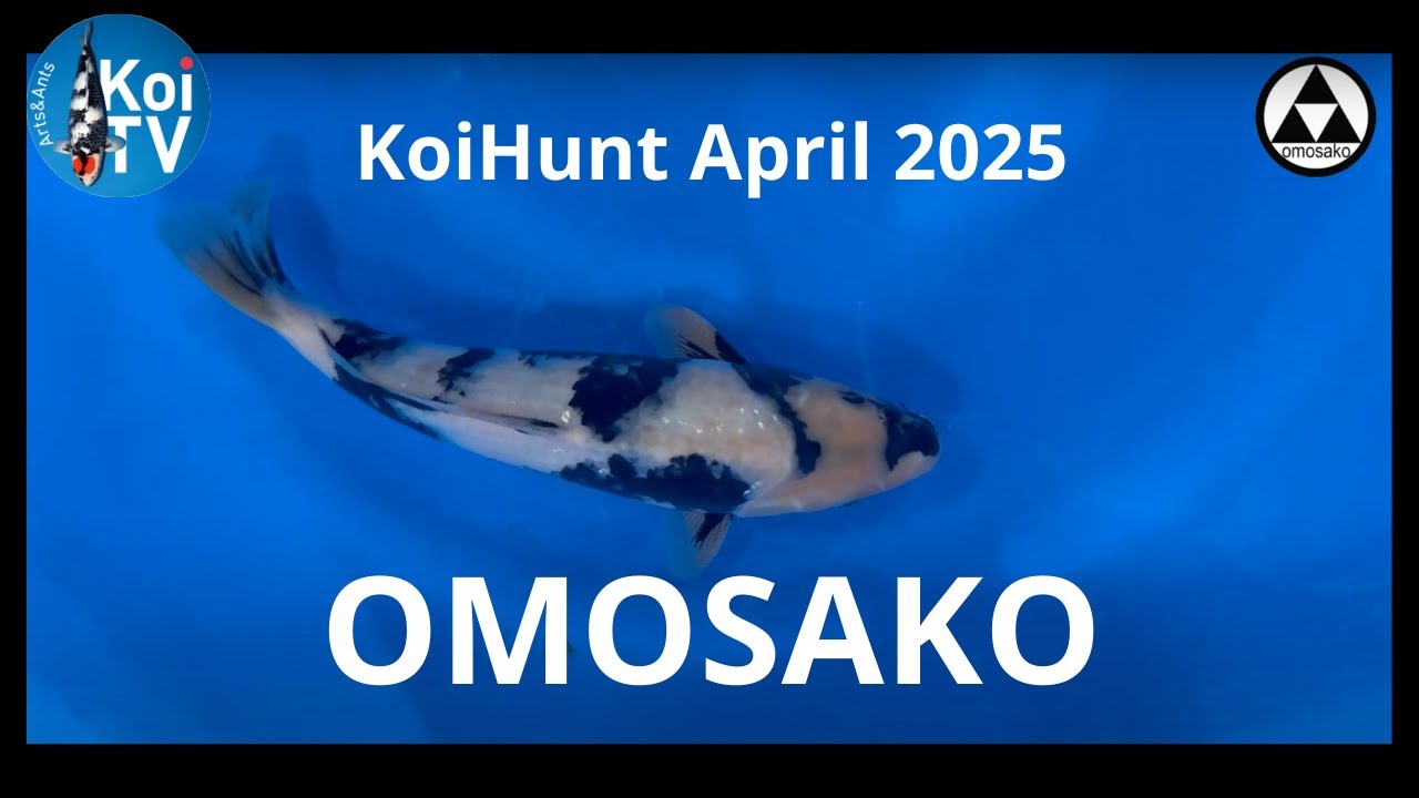 KoiHunt April 2025 | Omosako