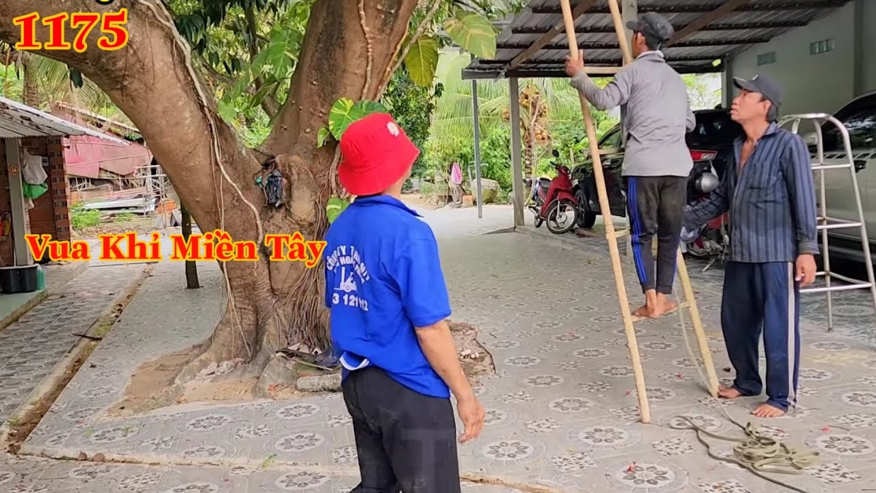 Full : Vì sao chỉ tỉa cành cây Phượng mà 3 người thợ cưa làm hơn 1 ngày mới xong ? Cutting tree