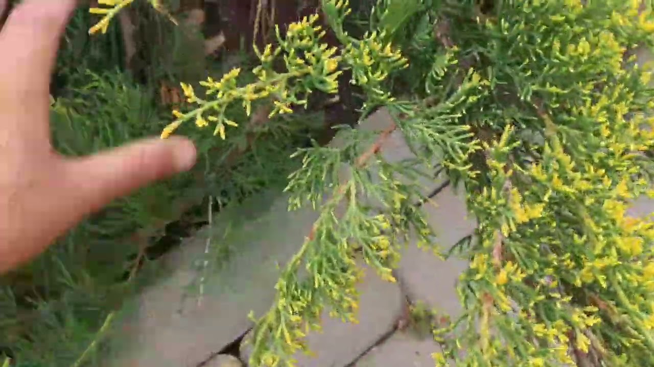 Як обрізати правильно Ялівець(Можевельник)