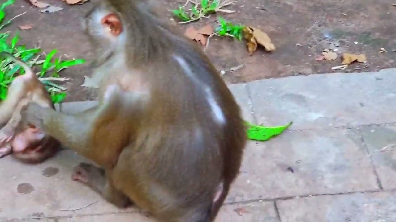 Mom monkey saw her baby playing strangly