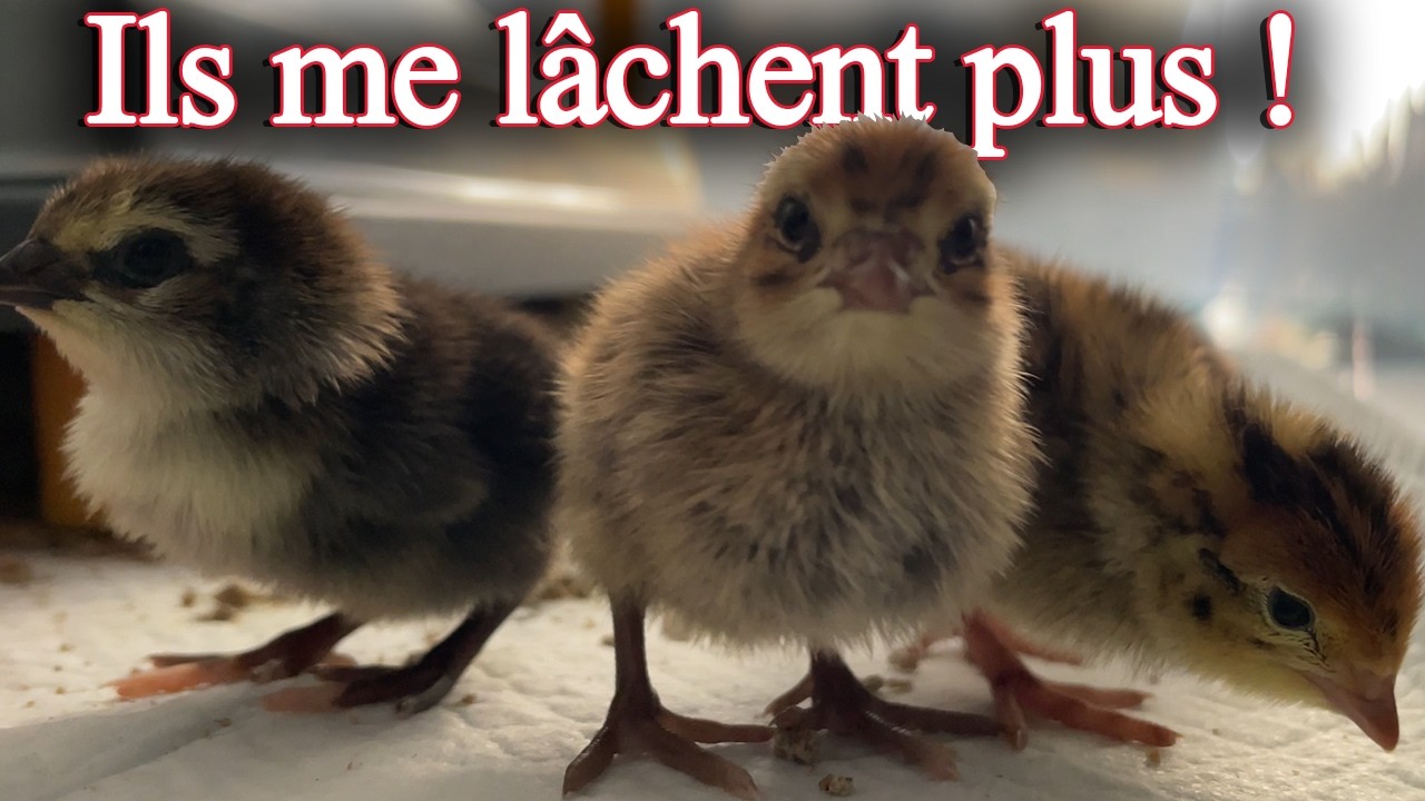 Les premiers jours des cailleteaux ! (Ils se sont imprint sur moi 😭)