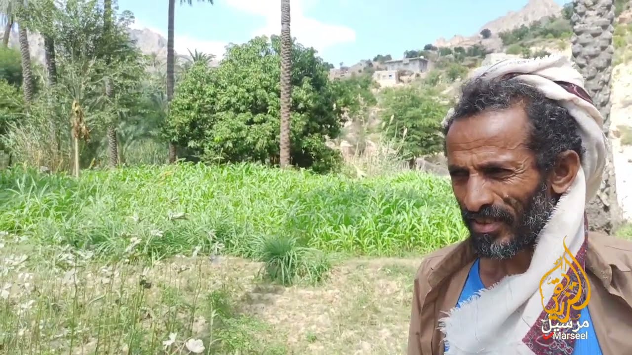 زراعة البصل والبامية في زريقة اليمن