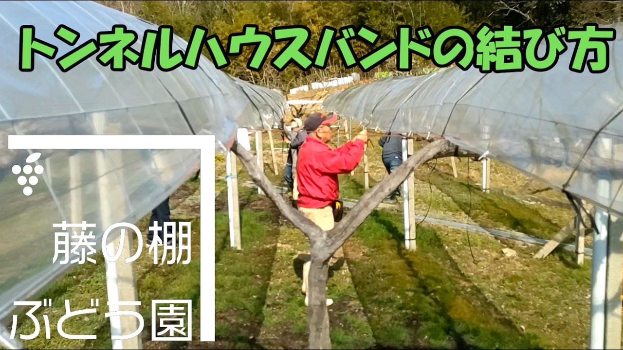 Как завязать шнурок для туннельного плетения [Виноградная ферма Фудзи но Танабу]