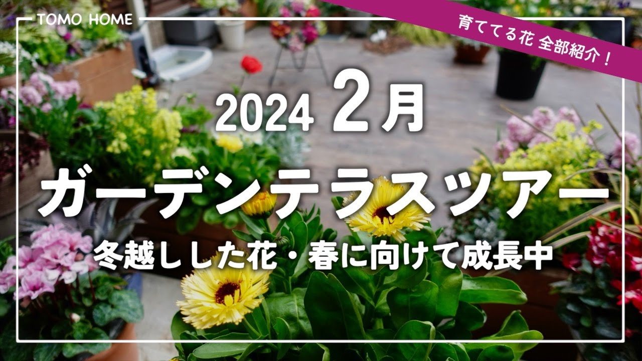【冬越しできた】2月咲いてる花全部紹介！ガーデンテラスツアー【種まき苗の成長】