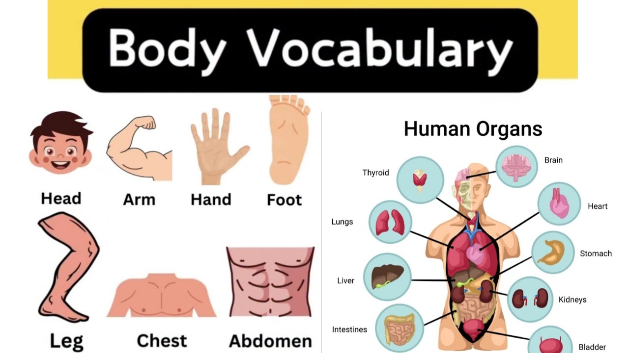 Body Parts Vocabulary... HEAD, ARM, HAND, FOOT, LEG, ABDOMEN, FINGERS, TOES and Body organs
