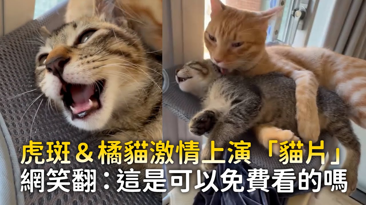 虎斑＆橘貓激情上演「貓片」　網笑翻：這是可以免費看的嗎