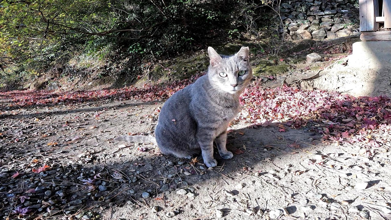 野良猫と神社を散歩してきました