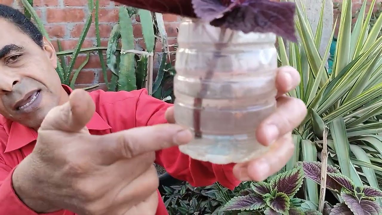 عمل وتجذير أقلام (عقل) نبات الكوليوس(السجاد) .. Making and rooting Coleus cuttings