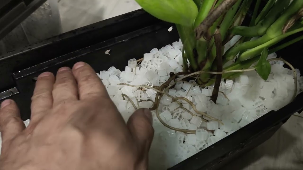 Akwarium 300l. Wymiana keramzytu w hydroponice.