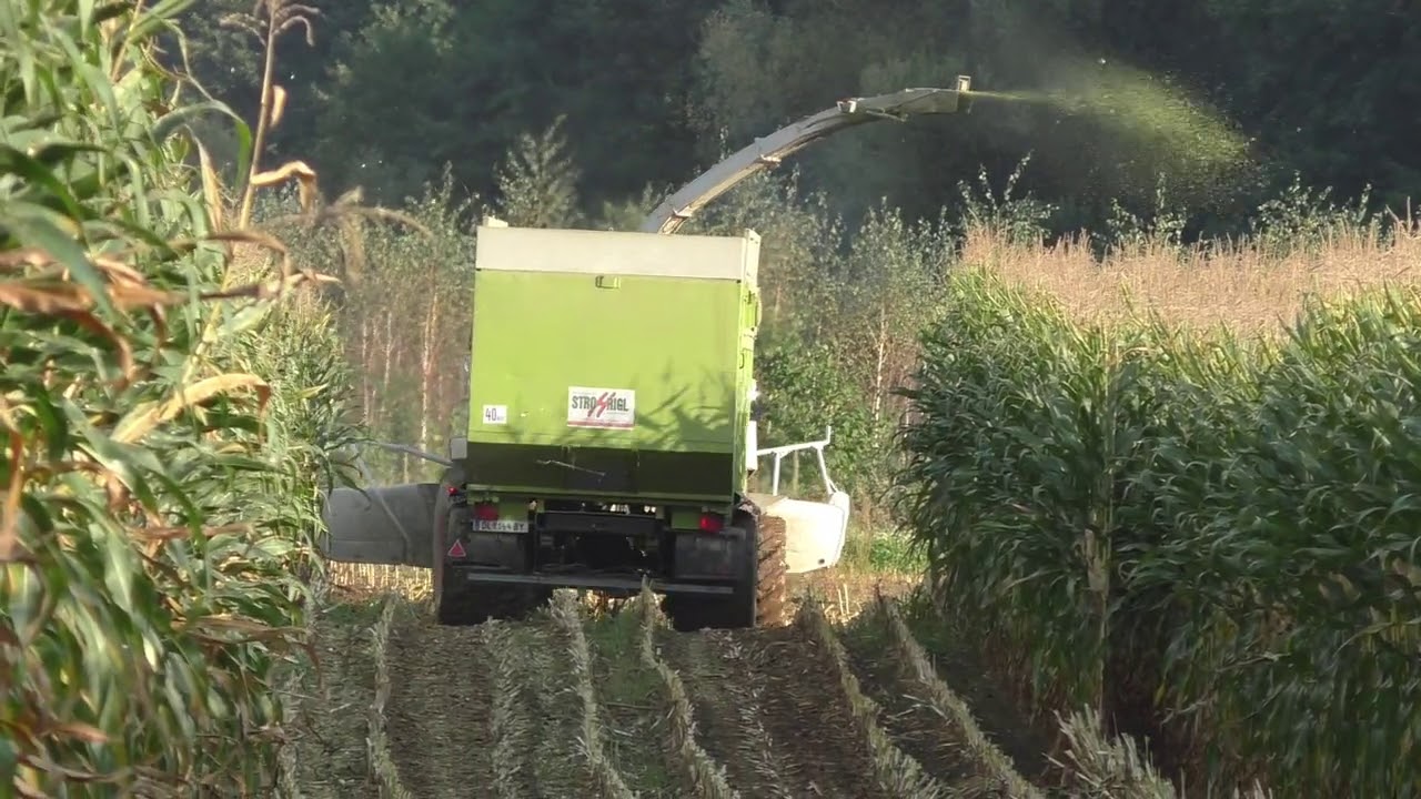 CLAAS JAGUAR 890 Orbis 600 stößt an seine Grenzen  Zu viel langer und Grüner Mais zu wenig PS unter