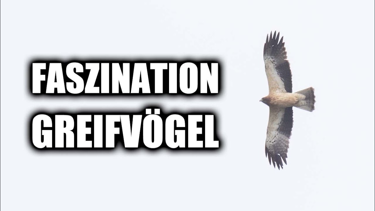 Spektakulärer Greifvogelzug an der Straße von Gibraltar
