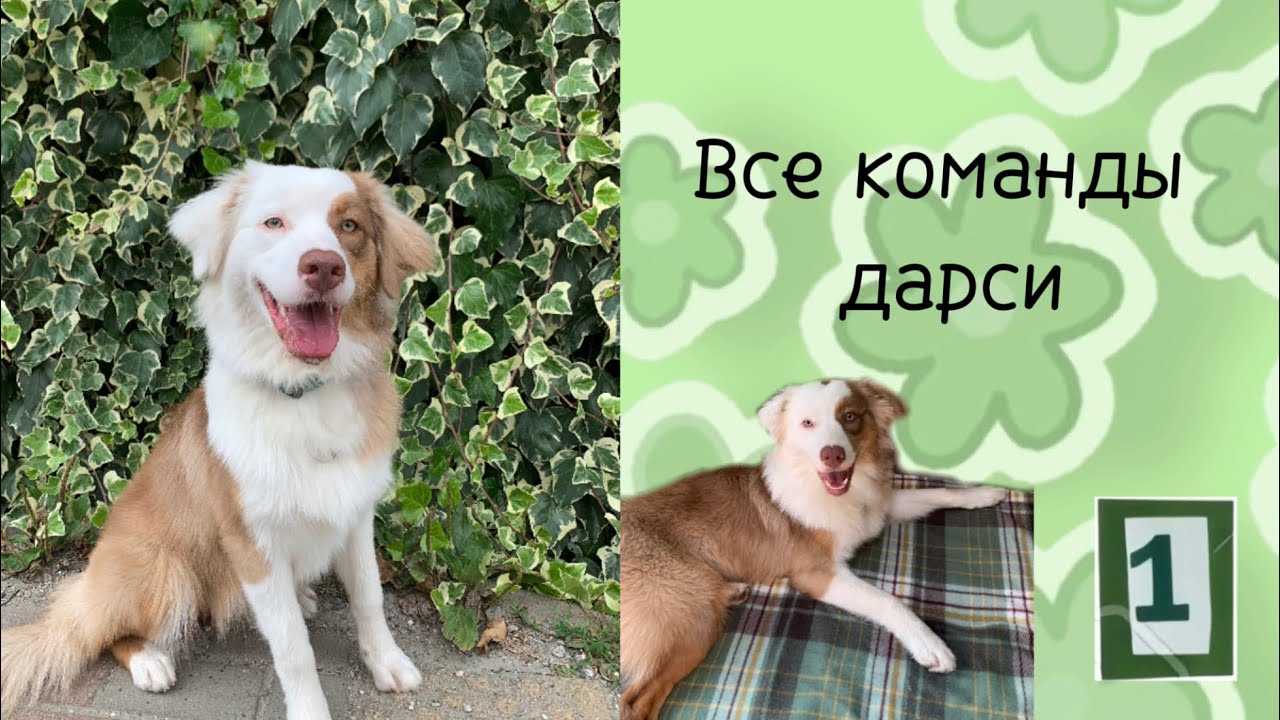 Все команды моей собаки. дрессировка собак. Базовые команды. Аусси