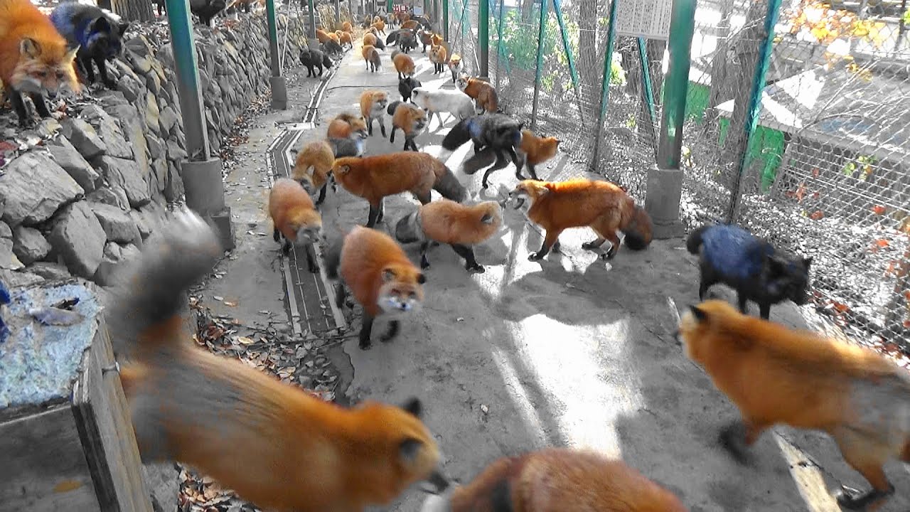 キツネ100匹！Awesome !!! Foxes with winter fur 冬毛のキツネたち＠蔵王きつね村 　2022-11-28