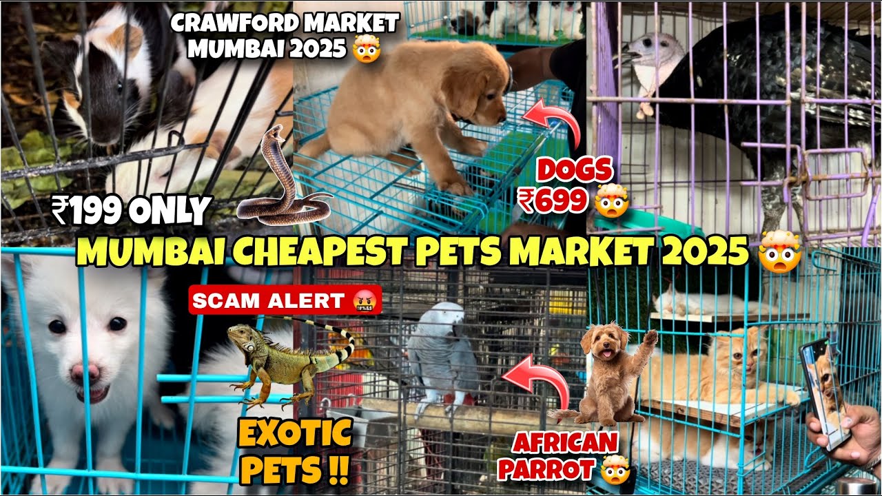 Mumbai Cheapest Pets Market 2025 | CrawFord Market Pets | Exotic Pets And Birds Market In Mumbai |