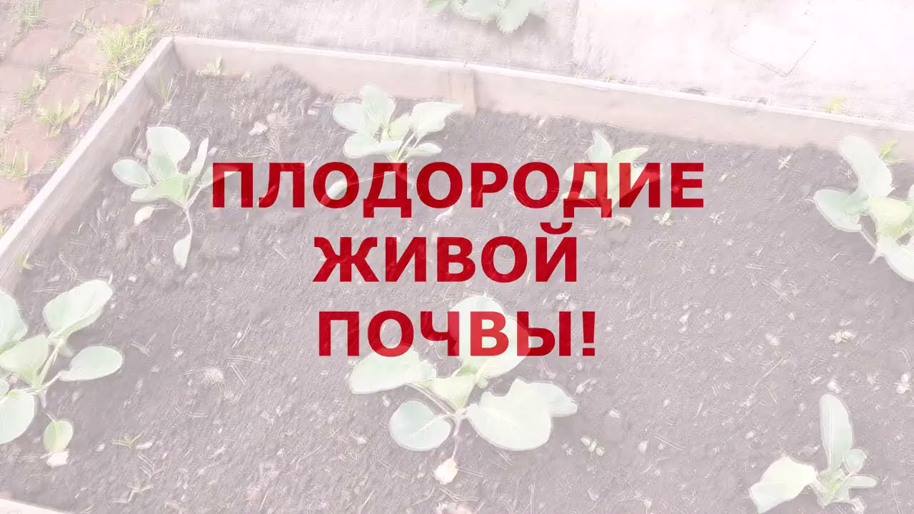 Плодородие живой почвы земли органическое земледелие
