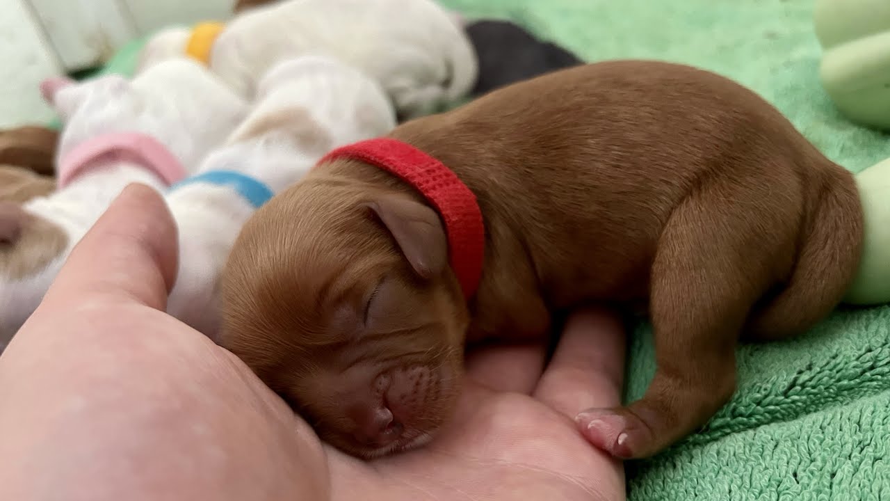 1 Day Old Cavapoo Puppy Litter