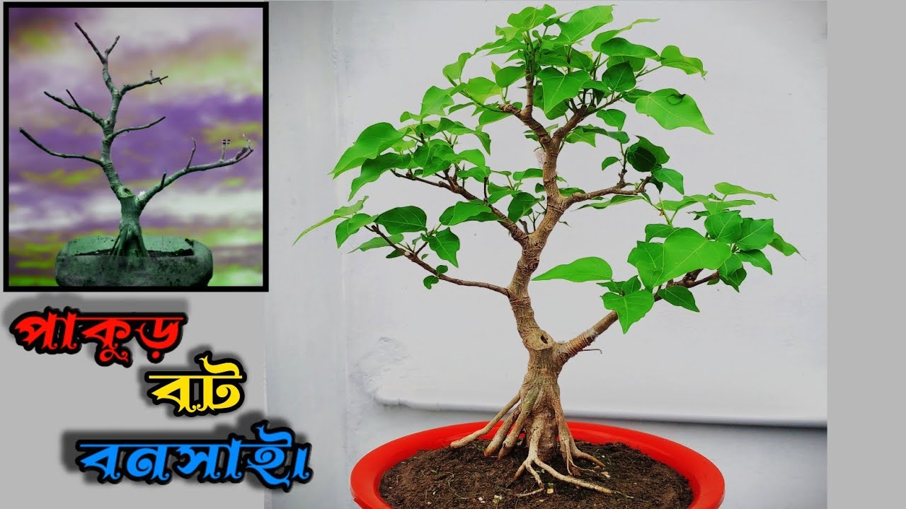 Bonsai Informal Upright Style | Bonsai Spn #youtube #ytshorts #bonsai #gardening #plant