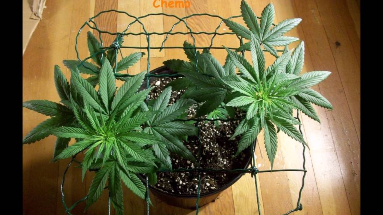 Chemo & Hashplant Cabinet Cannabis Legal Medical Grow