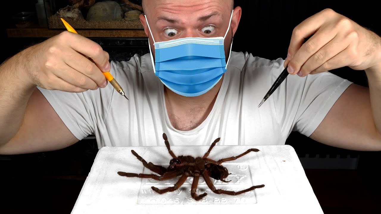 TEN PAJĄK WYMAGAŁ OPERACJI