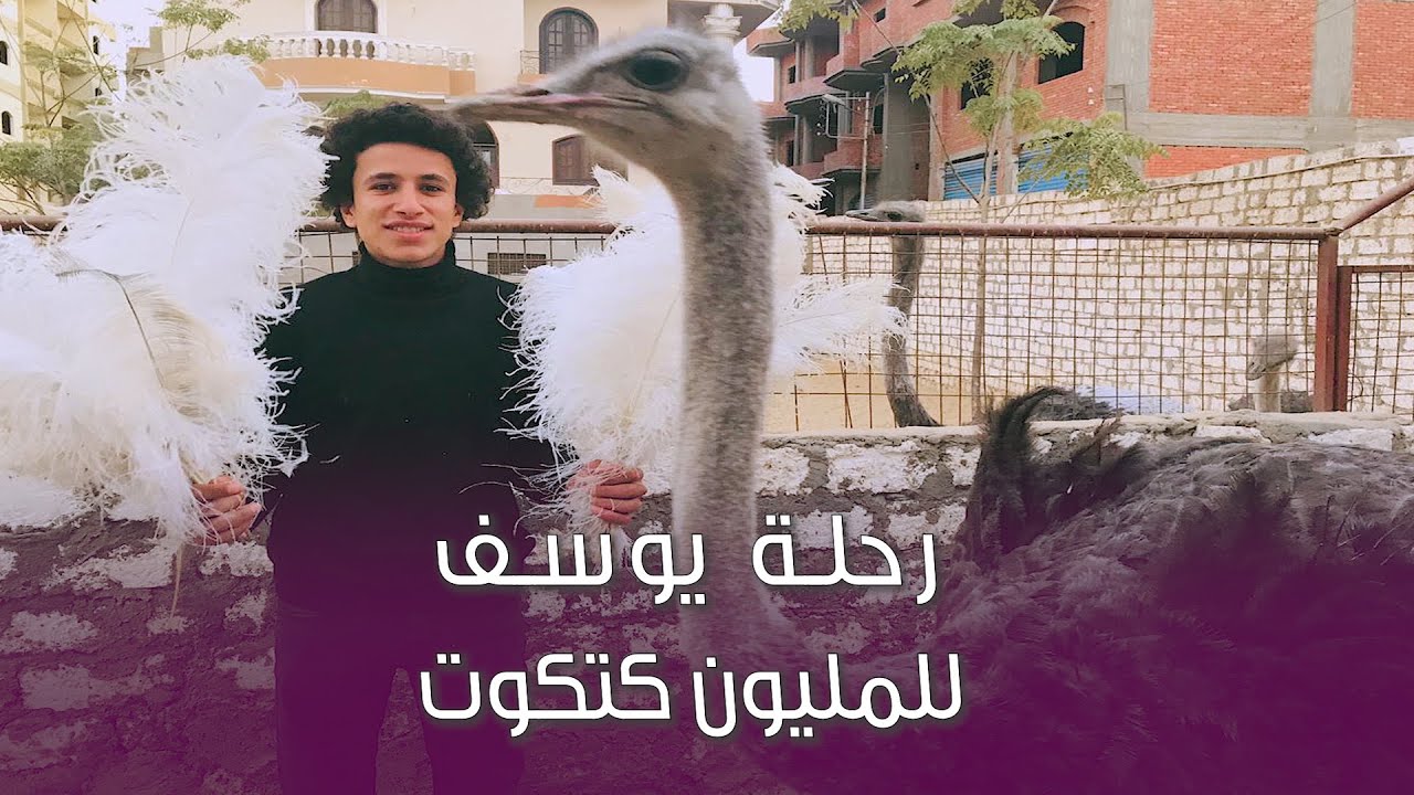 بدأها بكتكوت .. ملك النعام: 10 أسر يكسبوا مليون جنيه في 8 شهور