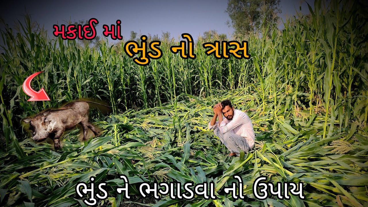 આજે અમારા ખેતરમાં ભૂંડ મકાઈ બગાડી/ચાપરિયા/PINKU KRUNAL VLOGS/ ZATKA MACINE